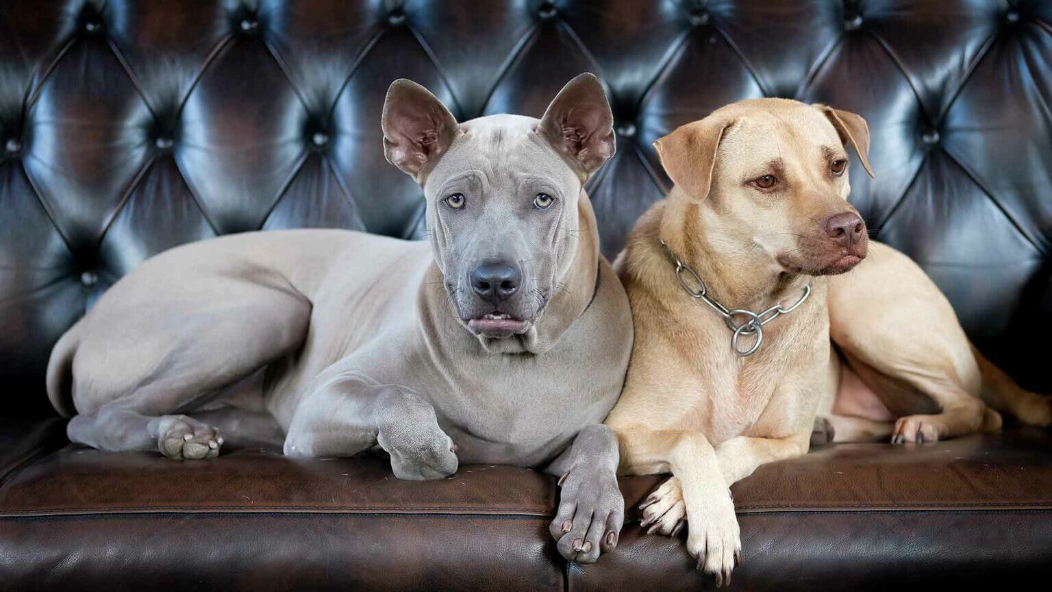 Dogs